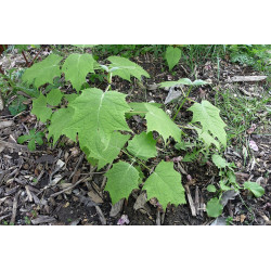 Kirengeshoma koreana Kirengeszoma koreańska