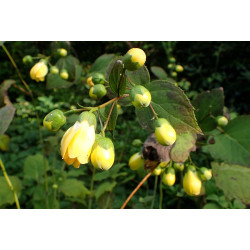 Kirengeshoma palmata Kirengeszoma dłoniasta