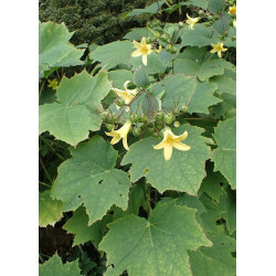 Kirengeshoma palmata Kirengeszoma dłoniasta