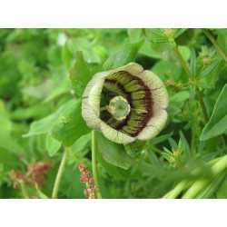 Codonopsis rotundifolia Dzwonkowiec