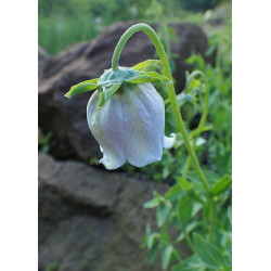 Codonopsis ovata Dzwonkowiec jajowaty