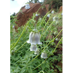 Codonopsis ovata Dzwonkowiec jajowaty