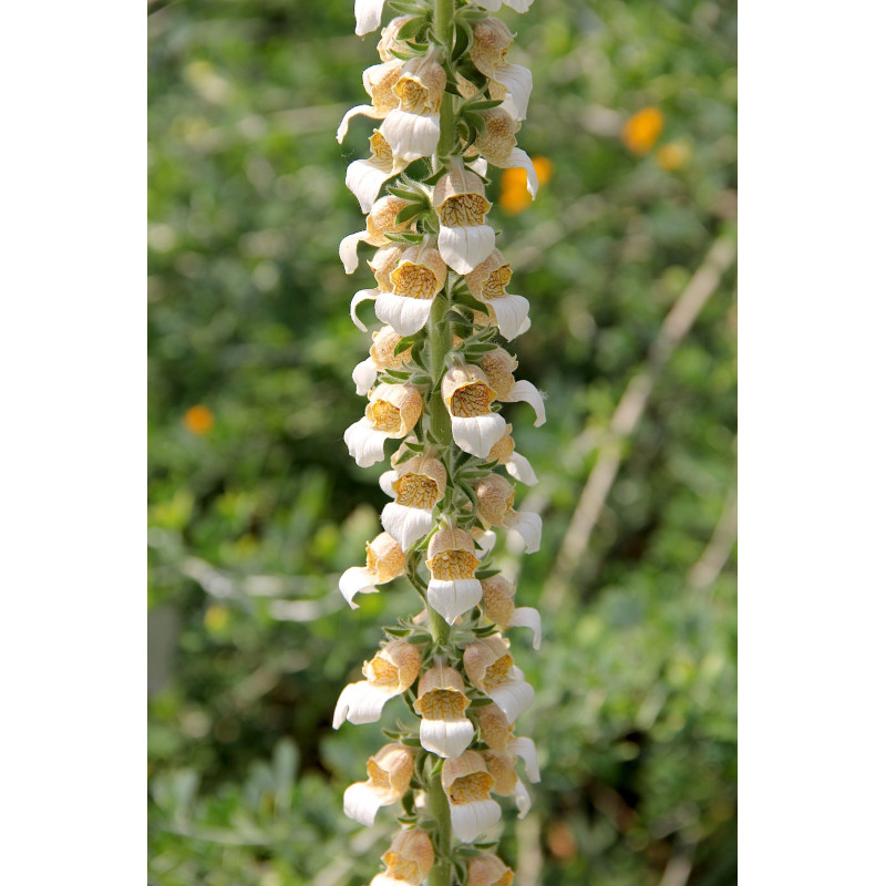 Digitalis trojana Naparstnica