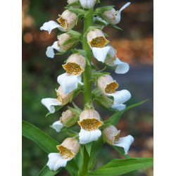 Digitalis trojana Naparstnica