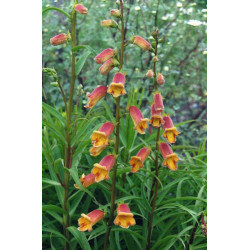 Digitalis obscura Naparstnica