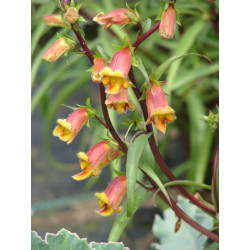 Digitalis obscura Naparstnica