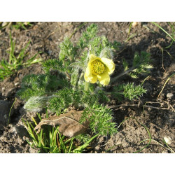 Pulsatilla albana Sasanka albańska