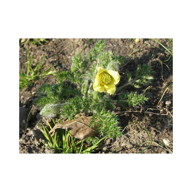 Pulsatilla albana Sasanka albańska