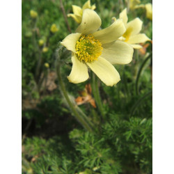 Pulsatilla albana Sasanka albańska