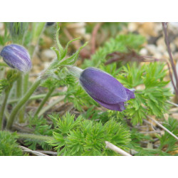 Pulsatilla albana Sasanka albańska