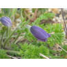 Pulsatilla albana Sasanka albańska