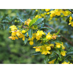 Berberis x frikartii - Amstelveen Berberys Frikarta