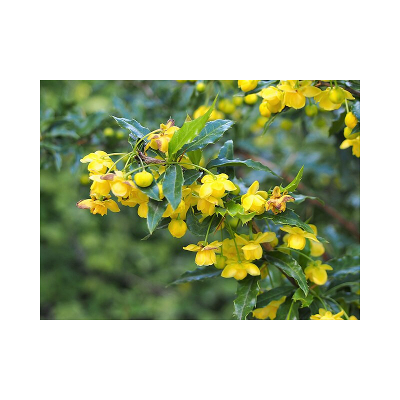 Berberis x frikartii - Amstelveen Berberys Frikarta
