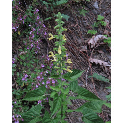 Salvia glutinosa Szałwia lepka