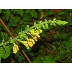 Salvia glutinosa Szałwia lepka