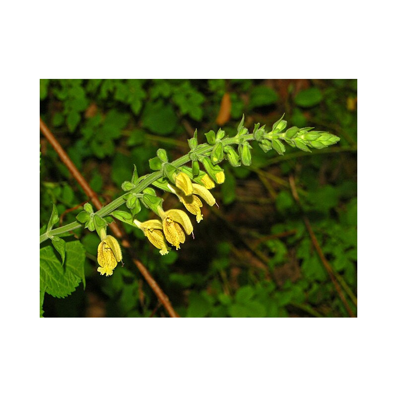 Salvia glutinosa Szałwia lepka