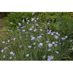 Linum austriacum Len austriacki