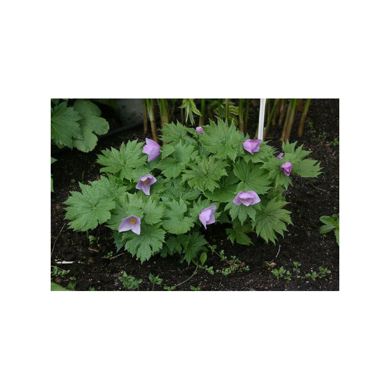 Glaucidium palmatum - Glaucidium dłoniaste