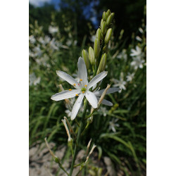 Anthericum liliago Pajęcznica liliowata