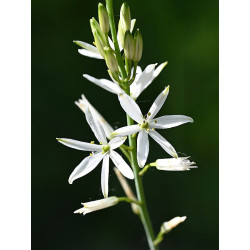 Anthericum liliago Pajęcznica liliowata