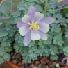 Aquilegia scopulorum Orlik miotlasty