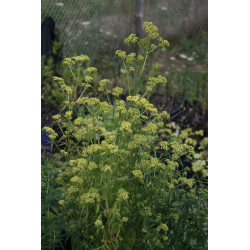 Patrinia punctiflora Patrynia