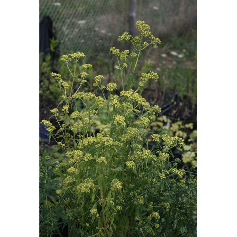 Patrinia punctiflora Patrynia