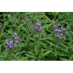 Verbena hastata Werbena oszczepowata