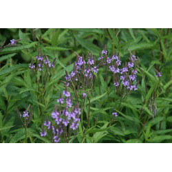 Verbena hastata Werbena oszczepowata