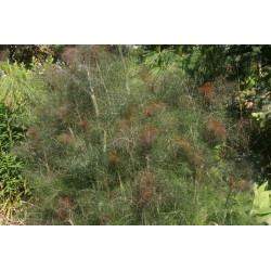 Foeniculum vulgare - Purpureum Koper włoski