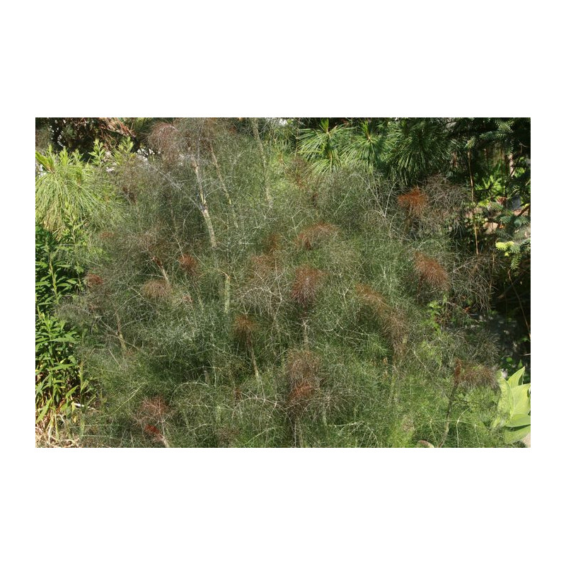 Foeniculum vulgare - Purpureum Koper włoski