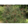 Foeniculum vulgare - Purpureum Koper włoski