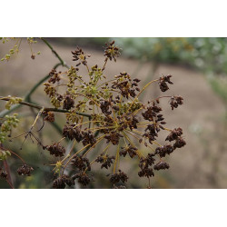 Foeniculum vulgare - Purpureum Koper włoski