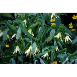 Uvularia perfoliata Jagodowiec przerosłolistny