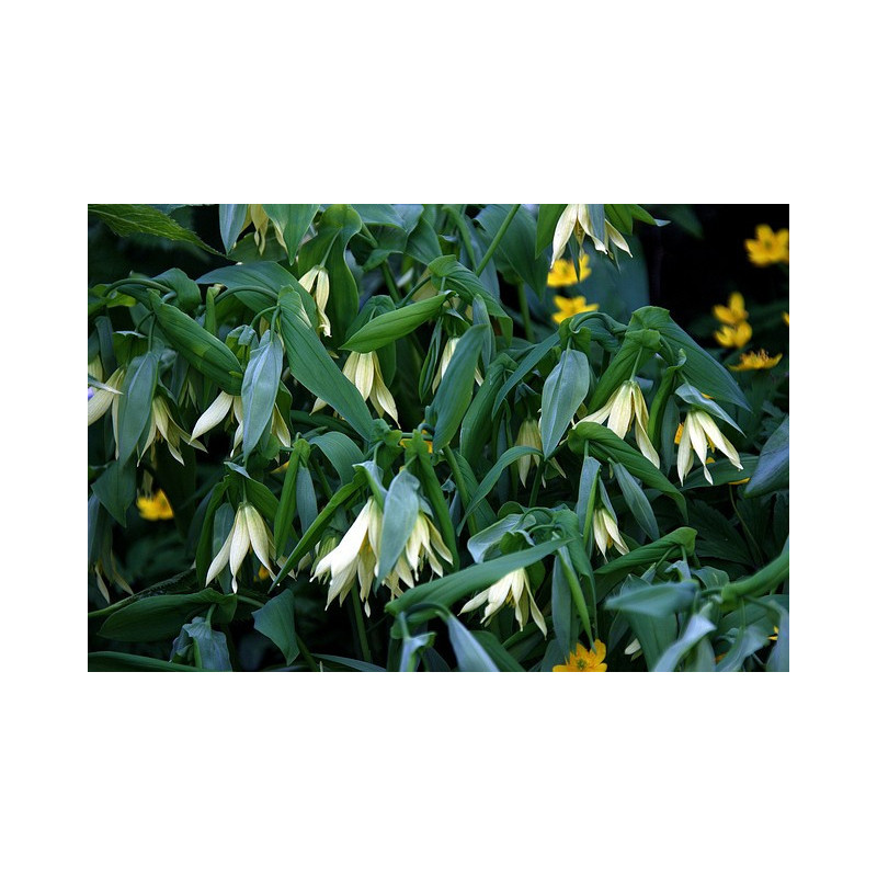 Uvularia perfoliata Jagodowiec przerosłolistny