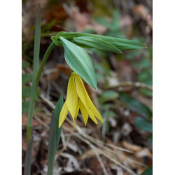 Uvularia grandiflora Jagodowiec wielkolistny