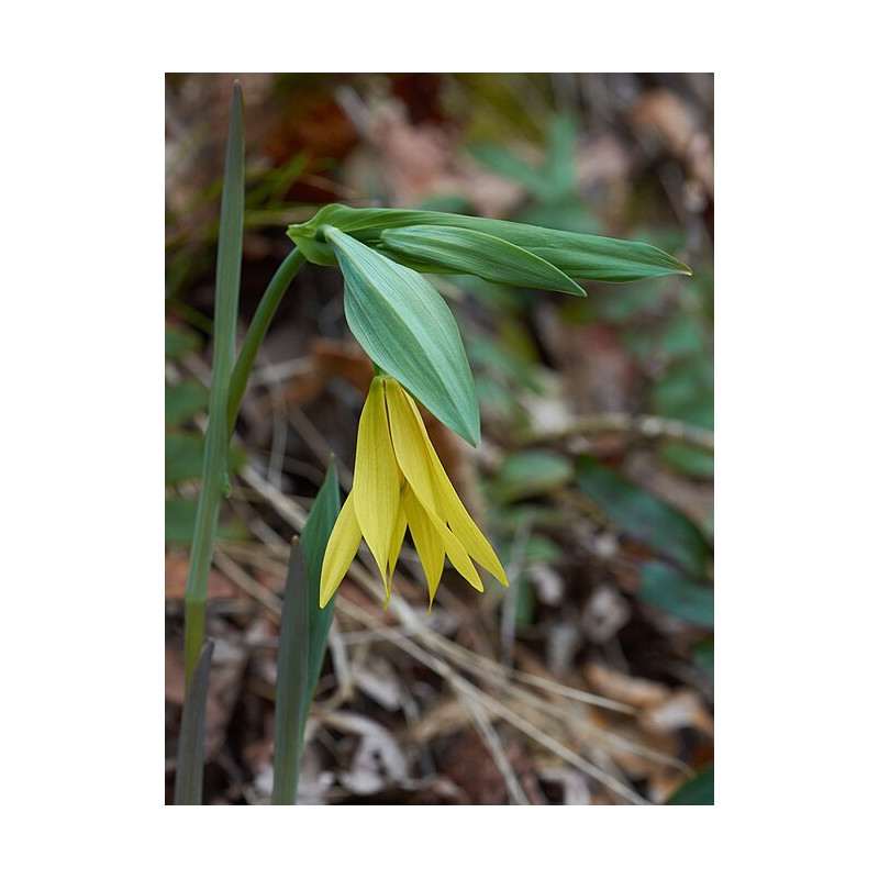 Uvularia grandiflora Jagodowiec wielkolistny