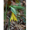Uvularia grandiflora Jagodowiec wielkolistny