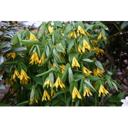 Uvularia grandiflora Jagodowiec wielkolistny