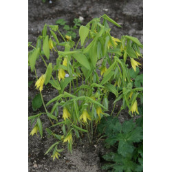 Uvularia grandiflora - Pallida Jagodowiec wielkolistny