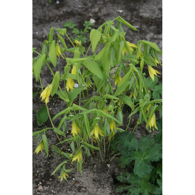 Uvularia grandiflora - Pallida Jagodowiec wielkolistny