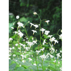 Vancouveria hexandra Wankuweria sześciopręcikowa