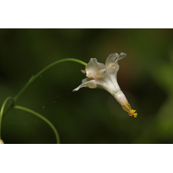 Vancouveria hexandra Wankuweria sześciopręcikowa