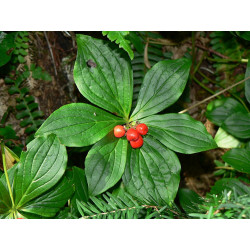 Cornus canadensis, Dereń kanadyjski