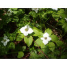 Cornus canadensis, Dereń kanadyjski