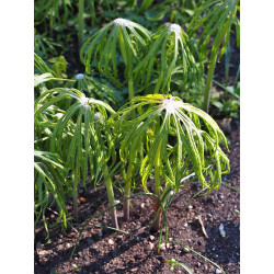 Syneilesis aconitifolia