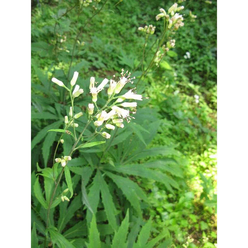 Syneilesis subglabrata