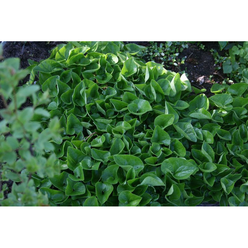 Asarum caudatum Kopytnik długopłatkowy