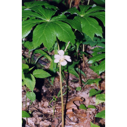 Podophyllum peltatum Stopowiec tarczowaty