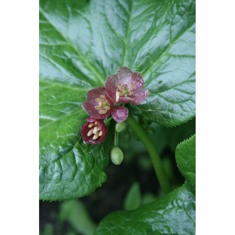 Podophyllum  pleianthum (Dysosma) Stopowiec